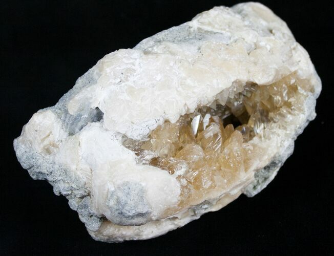 Golden Calcite Crystal Clam Fossil #6548